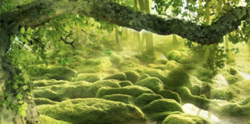 植物芬多精.jpg
